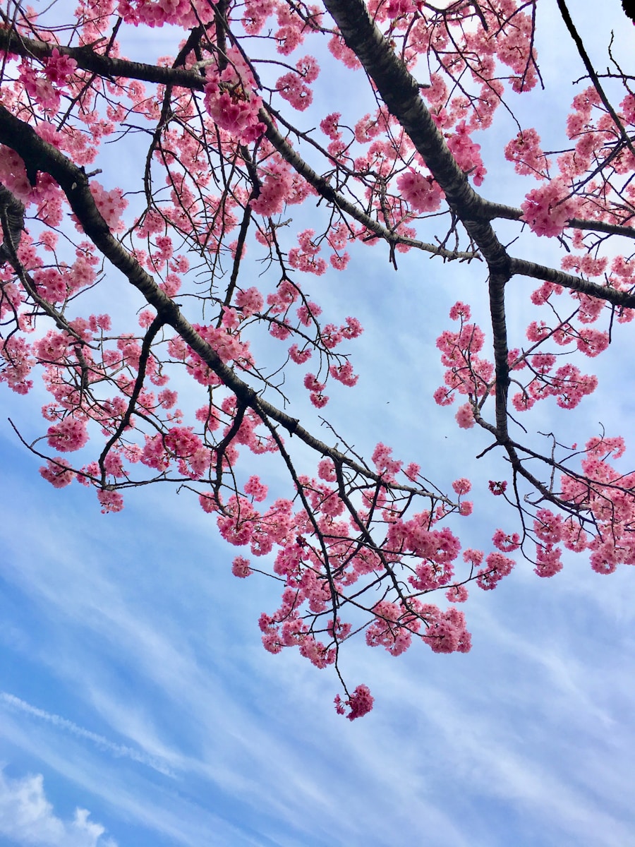 Cherry Trees in Copenhagen: Cherry Blossoms